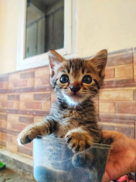 istock Domestic kiitten in the bowl 1294458798