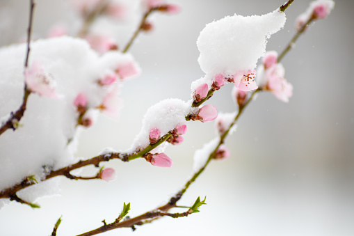 The trees bloomed too early in the spring so the snow covered the buds and flowers on the branches