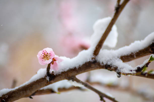 The trees bloomed too early in the spring so the snow covered the buds and flowers on the branches