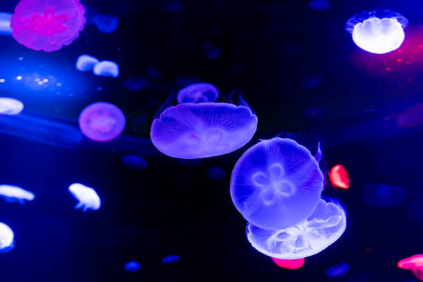 istock Glowing jellyfish float in the ocean 1294458892