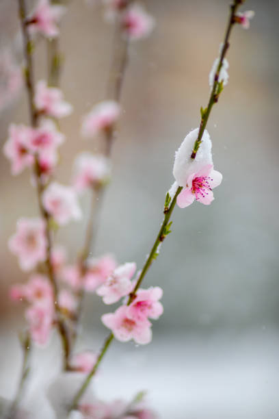 The trees bloomed too early in the spring so the snow covered the buds and flowers on the branches
