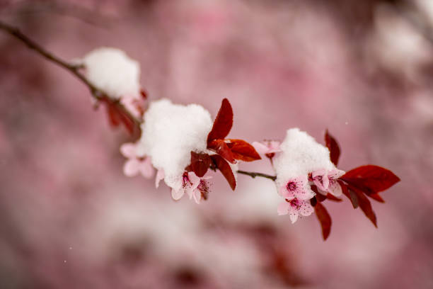 The trees bloomed too early in the spring so the snow covered the buds and flowers on the branches