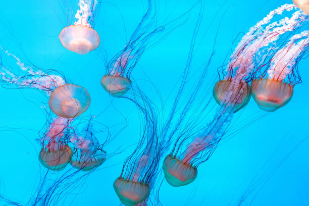 istock Energetic jellyfish are floating in the ocean 1294459775