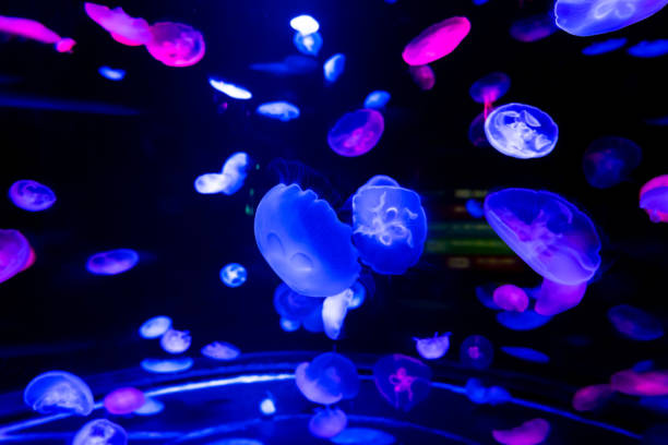 istock Glowing jellyfish float in the ocean 1294459816