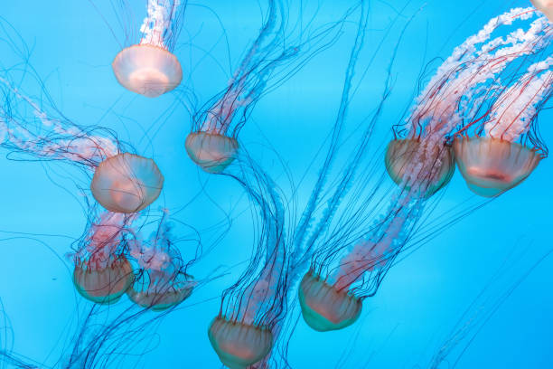 istock Energetic jellyfish are floating in the ocean 1294459930
