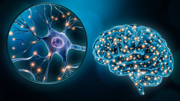 istock Human brain neuronal stimulation or activity with the close-up of a neuron cell 3D rendering illustration. Neuroscience, neurology, medicine, science, cognition, intelligence, psychology concepts. 1294460209