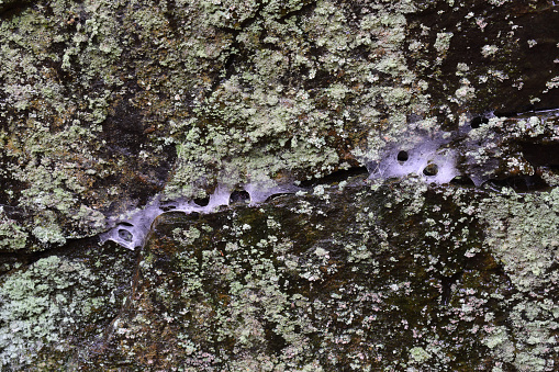 Lichen and cobwebs on a piece of granite