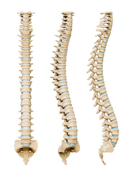 ludzki kręgosłup lub kręgosłup pod różnymi kątami wyizolowany na białym tle. medyczna i anatomia naukowa ilustracja renderowania 3d. - human spine human vertebra disk spinal zdjęcia i obrazy z banku zdjęć