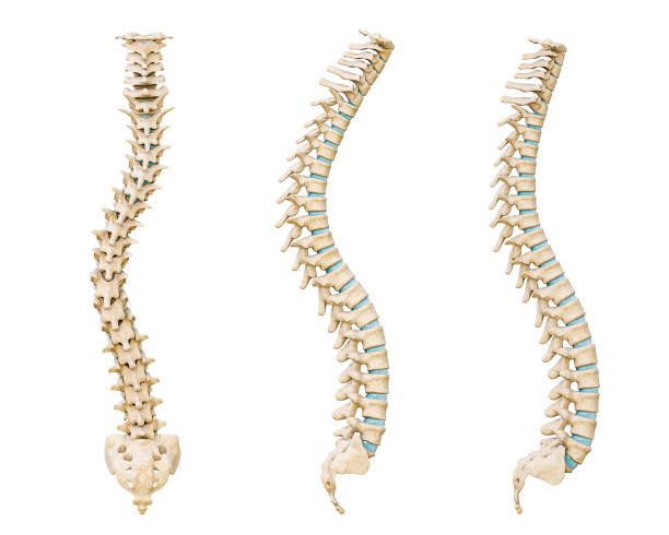 Common spinal disorders 3D rendering illustration isolated on white background. Scoliosis, lordosis and kyphosis curvature of the spine. Medical and healthcare, human anatomy, medicine concept. Common spinal disorders 3D rendering illustration isolated on white background. Scoliosis, lordosis and kyphosis curvature of the spine. Medical and healthcare, human anatomy, medicine concept. invertebrate stock pictures, royalty-free photos & images