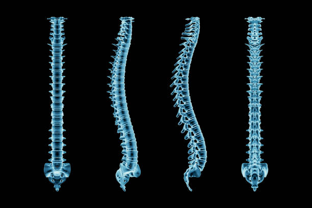 x-ray ludzkiego kręgosłupa lub kręgosłupa lub kręgosłupa z różnych kątów izolowane na czarnym tle 3d renderowania ilustracji. zdjęcia medyczne i anatomiczne. - human spine human vertebra disk spinal zdjęcia i obrazy z banku zdjęć