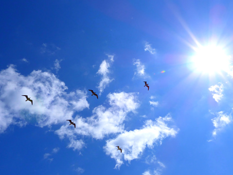 On the image we see the blinding, shiny sun and a formation of five free, flying birds (seagulls) in a bright sky. The image reflects a very positive feeling and a good mood.