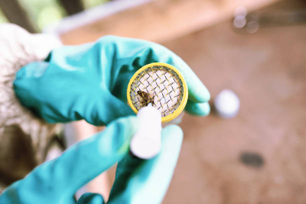 istock Beekeeping: a beekeeper holds a special cage in his hand for marking the queen bee inside 1294463751