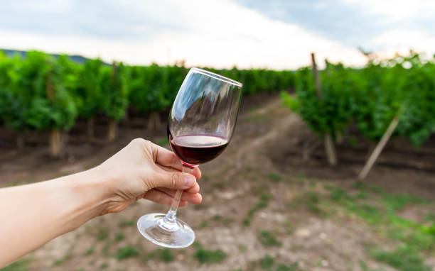 istock Red wine swiveling in a glass. Shrubs grapes before harvest 1294463777