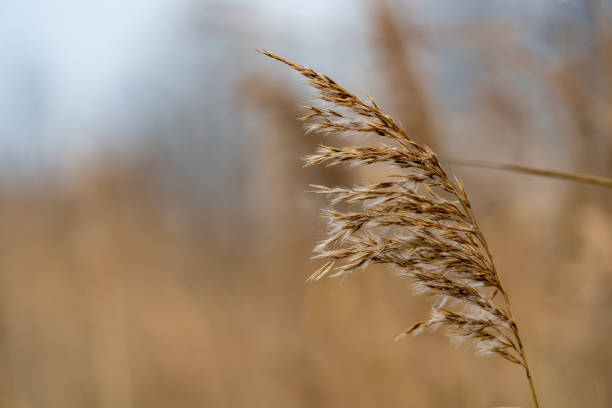istock Close-up of brown reed 1294464871
