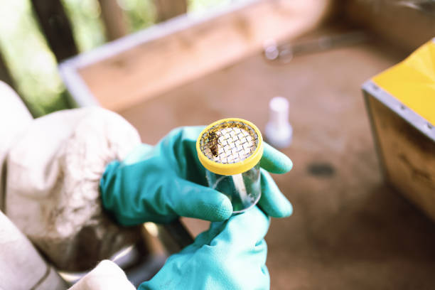 istock Beekeeping: a beekeeper holds a special cage in his hand for marking the queen bee inside 1294464894