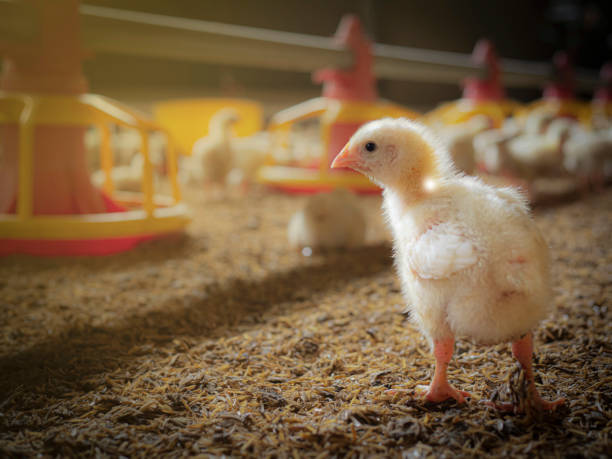 istock Small chickens in the chicken smart farm 1294465171