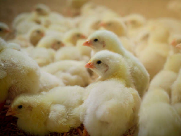 istock Small chickens in the chicken smart farm 1294465192