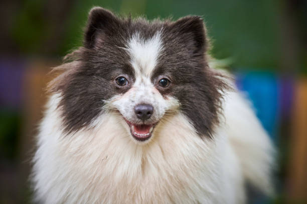 pomerânia spitz cão no jardim, close-up retrato facial - dog barking humor howling - fotografias e filmes do acervo
