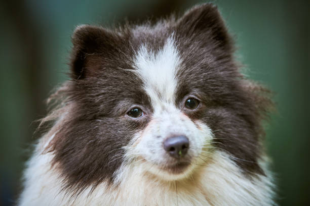 pomerânia spitz cão no jardim, close-up retrato facial - dog barking humor howling - fotografias e filmes do acervo