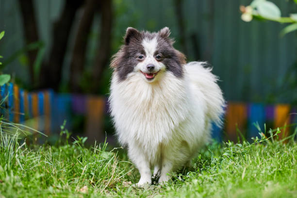 istock Pomeranian Spitz dog in garden 1294465401
