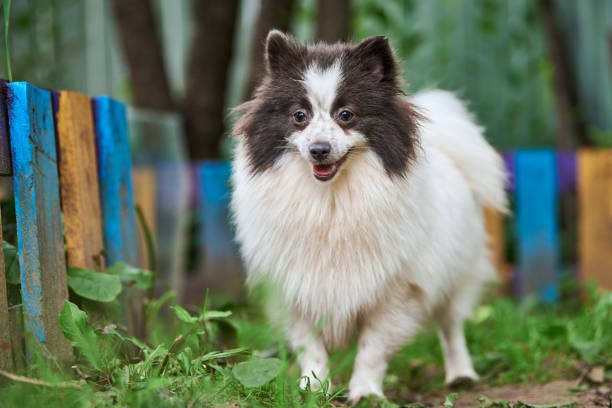 istock Pomeranian Spitz dog in garden 1294465424
