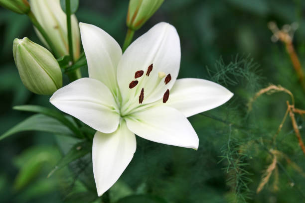 istock Lilium candidum flower 1294465428