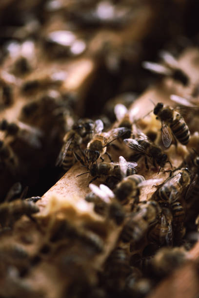 Beekeeping: a large number of bees at work on a honeycomb