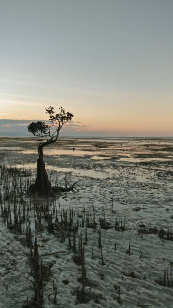 istock Sunset at Walakiri Beach, Sumba, Indonesia 1294466230
