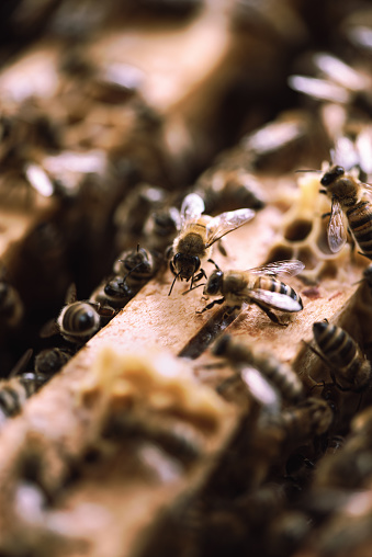 Beekeeping: a large number of bees at work on a honeycomb