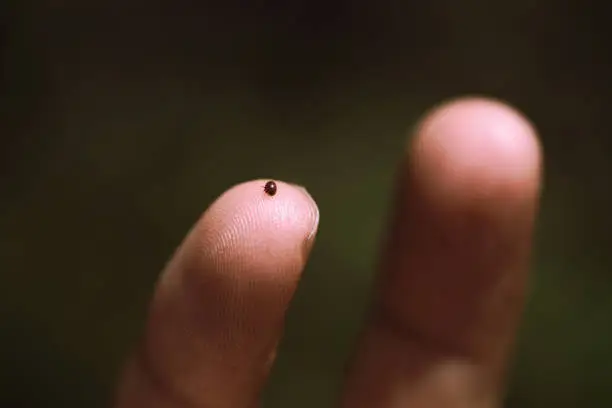 Beekeeping: a beekeeper holds a specimen of Varroa Destructor in his hand, a parasitic mite that attacks bees