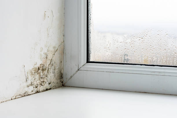 istock Mold in the corner of the plastic windows 1294466390
