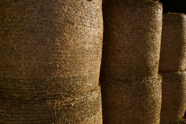 Bales Of Hay Stacked In A Barn stock photo