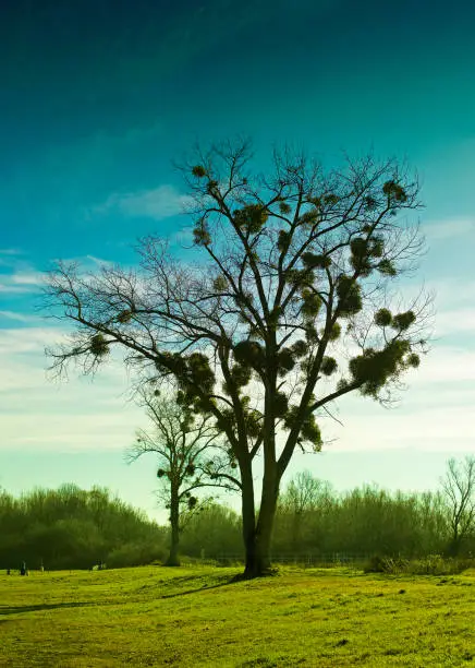 Lonely tree with European mistletoe