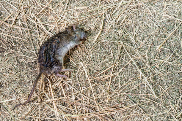 dead mouse is lying on dry grass. fighting rodents on farm. poison for rats. concept of rodenticide in agriculture. seasonal raid of field mice on the farm. copy space. - dead animal mouse dead body death imagens e fotografias de stock