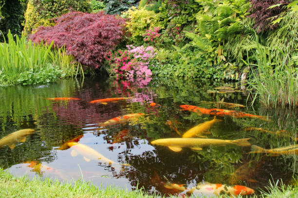 istock Garden pond with Koi fishing 1294469078