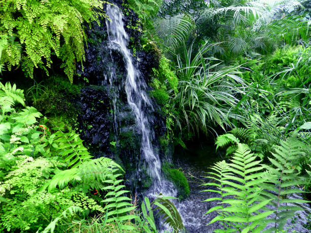 istock Tropical plants-scenery with a beautiful little waterfall. 1294470192