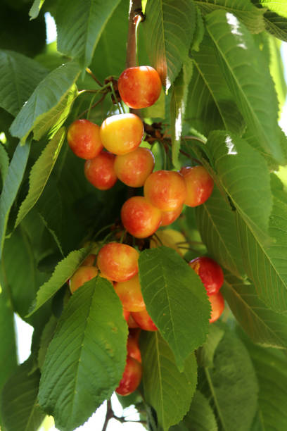 istock Cherry branch. Yellow and red ripe cherries. 1294470249