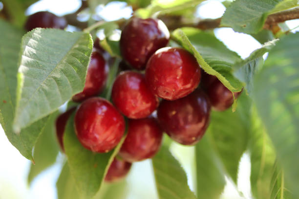 istock Cherry branch. Red ripe berries on the cherry tree. 1294470336