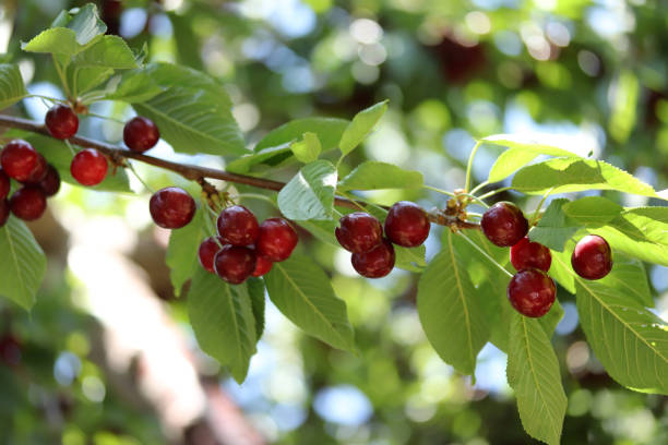 istock Cherry branch. Red ripe berries on the cherry tree. 1294470547