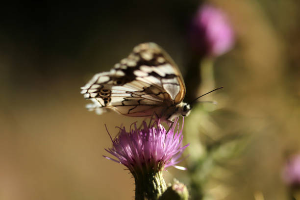 Butterfly on pink thistle. Nature background.