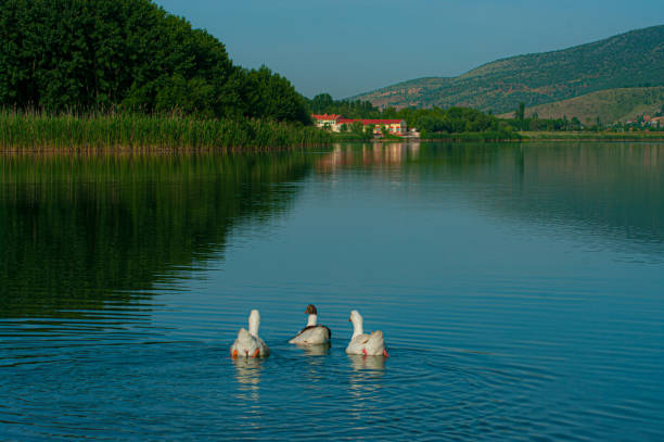 vista sul lago golbasi in turchia - adiyaman foto e immagini stock