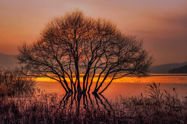 istock the sunset of a golden tree 1294471811