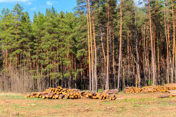 istock Stacked tree trunks felled by the logging timber industry in pine forest 1294473836