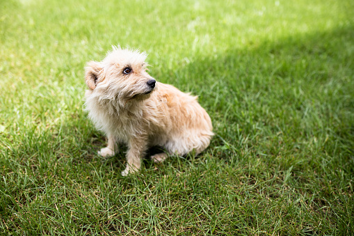 A cute small mixed-breed dog is sitting on a lawn