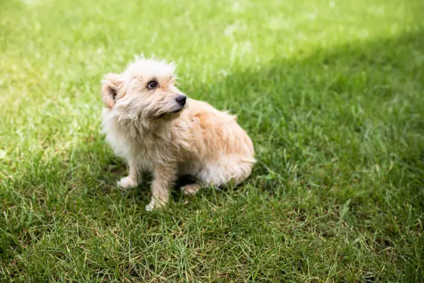 A cute small mixed-breed dog is sitting on a lawn