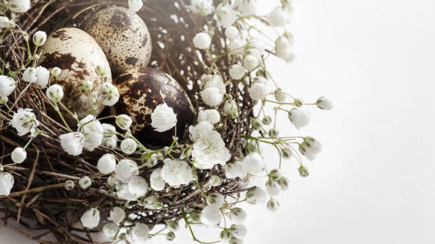 istock Close up easter bird nest with eggs decorated with white flowers on white background. 1294477114
