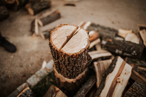 istock Close up of firewood cut in midsection 1294477244