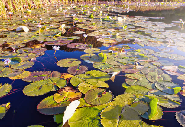 istock Lily pads cover the surface of a pond 1294479577