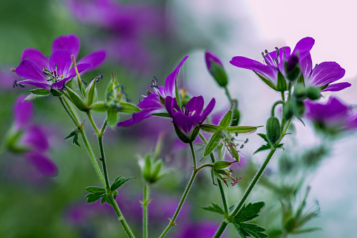 Detailed and close view of a cluster of purple colored Wood Cranes bill flowers, Geranium sylvaticum