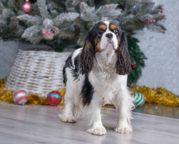 istock Cavalier King Charles Spaniel closeup after grooming. 1294481784